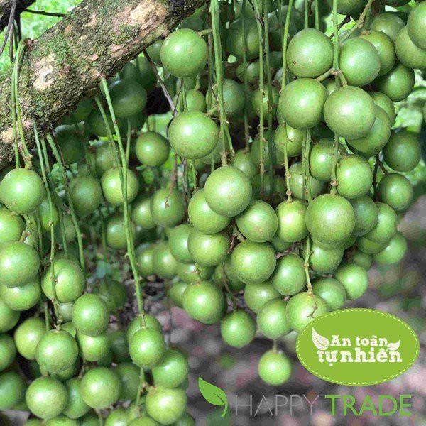 Cây giống Dâu Da Xanh siêu sớm, trĩu quả.