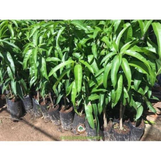 Cây giống XOÀI ÚC - Giống chuẩn F1 - Siêu sai quả ngon, ngọt