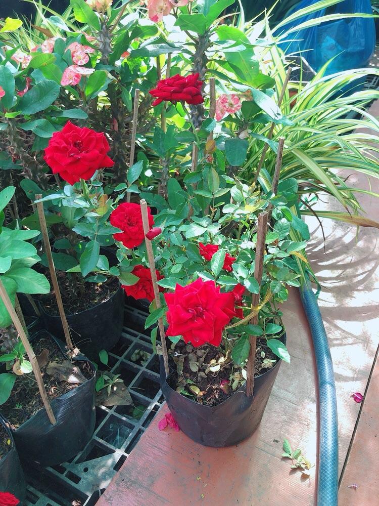 Bụi Hoa Hồng Siêu Nụ