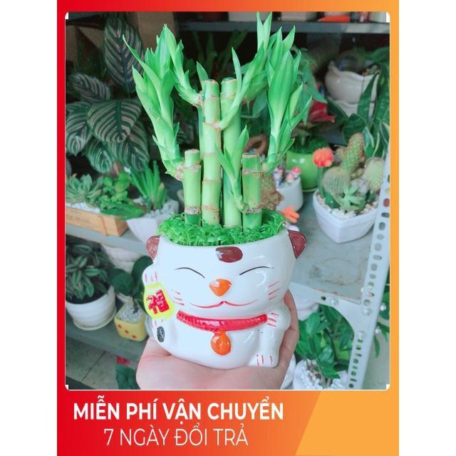 Chậu Mèo May Mắn Trúc Phát Tài