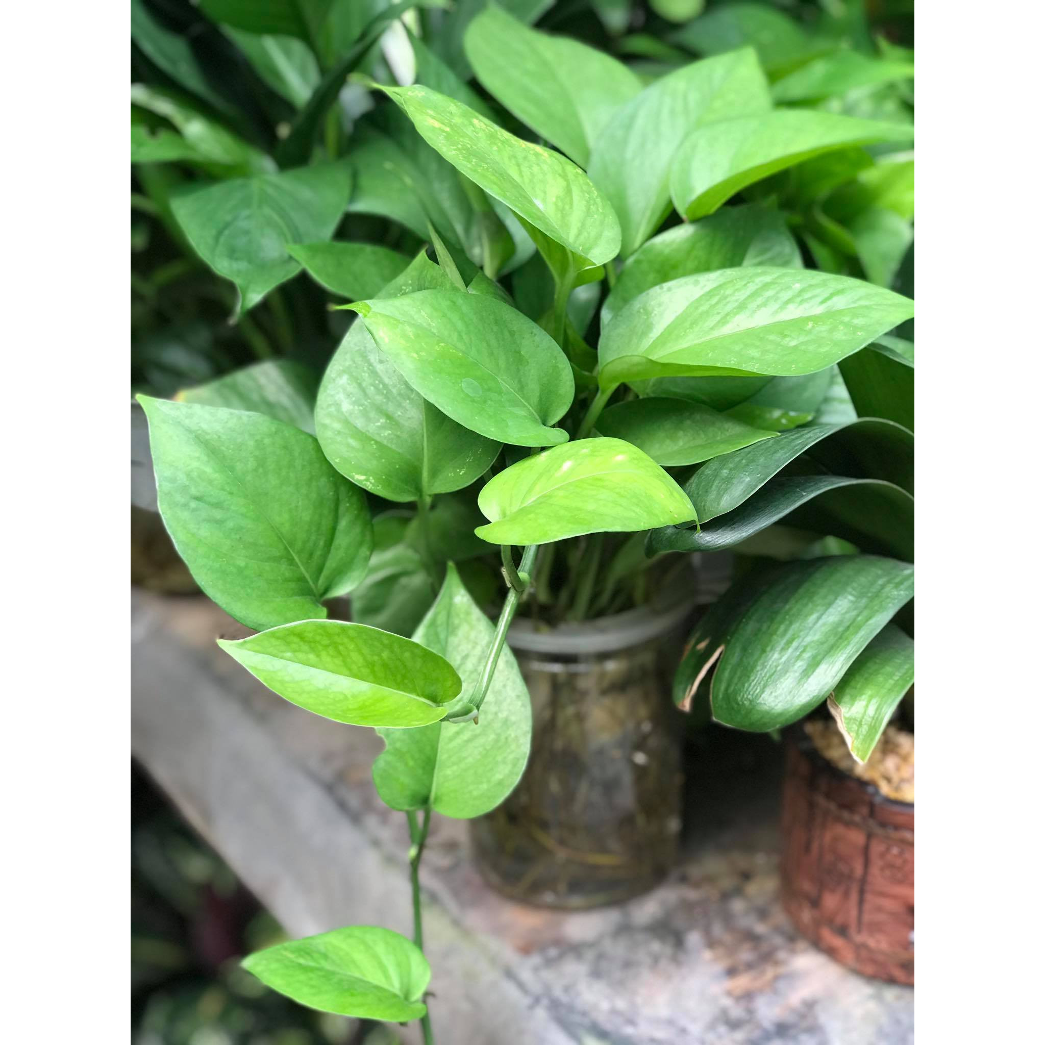 Cây trầu bà cây to khỏe kèm chậu