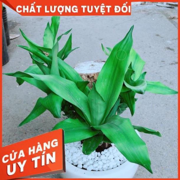 Chậu Cây Phát Tài