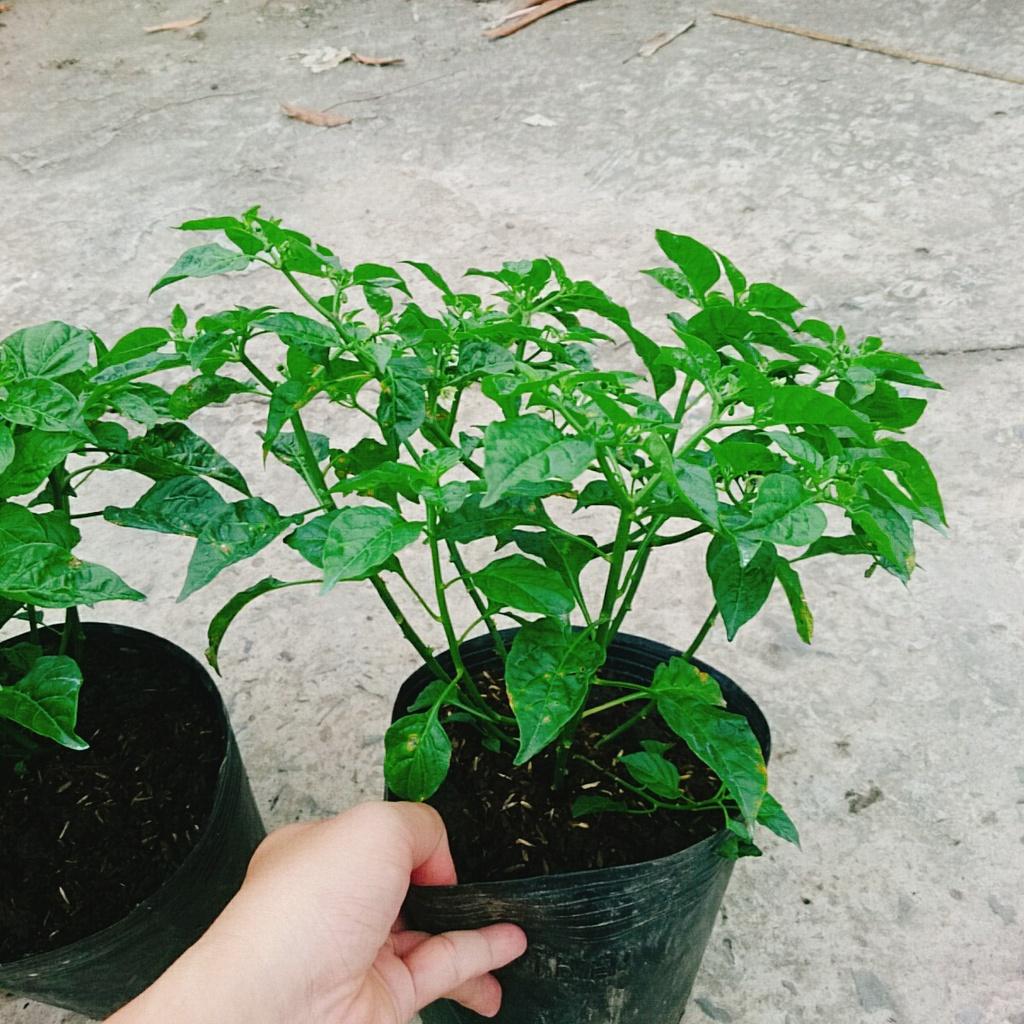 Cây ớt peru - ớt cay nhất thế giới - cây cao 30 cm + tặng phân bón
