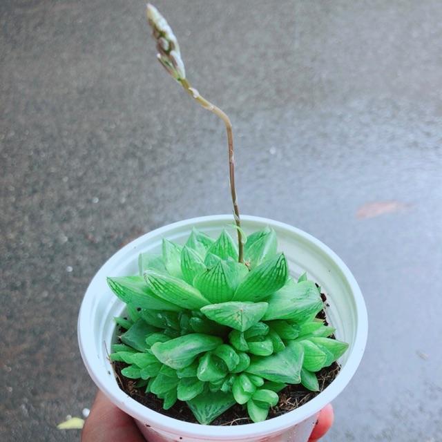 Sen Đá Size Trung 45k