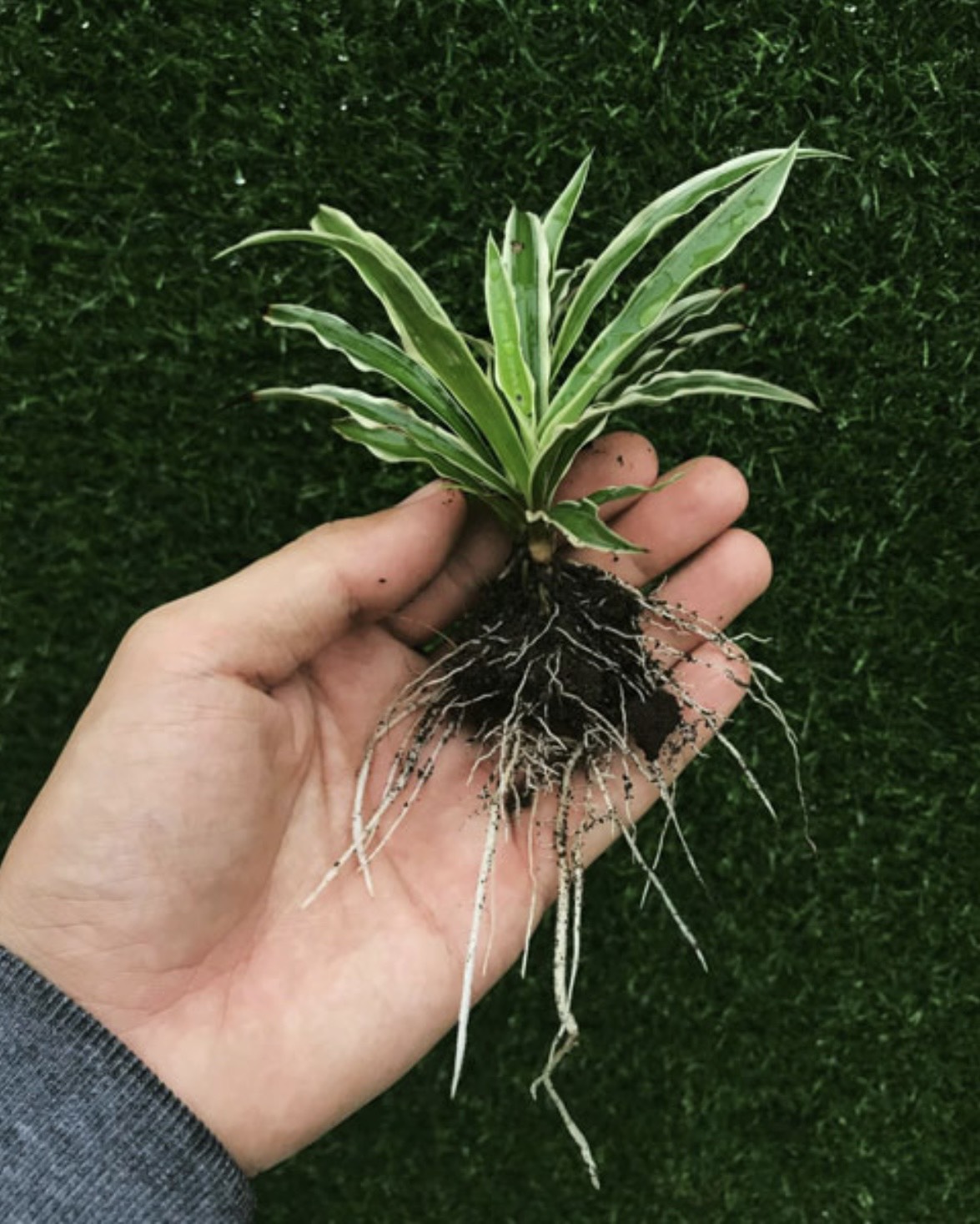 Phân trùn quế Hapi green Phú Nông gói 2kg