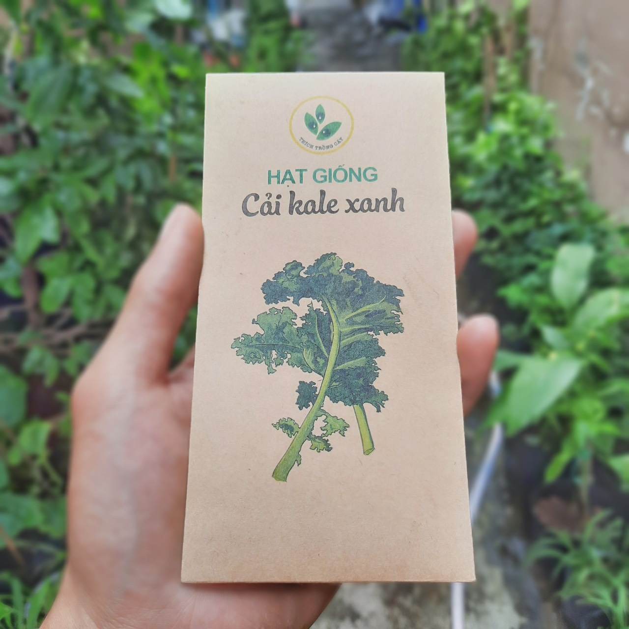 Hạt giống Cải Kale xanh, Cải Xoăn (20 hạt/bịch)