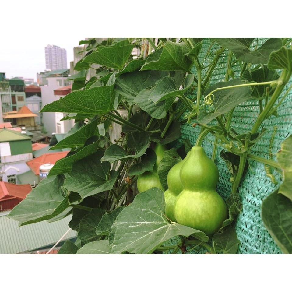 Gói 20 Hạt giống bầu hồ lô siêu đậu trái cao sản, hạt giống chất lượng cao - Anh nông dân chính hiệu