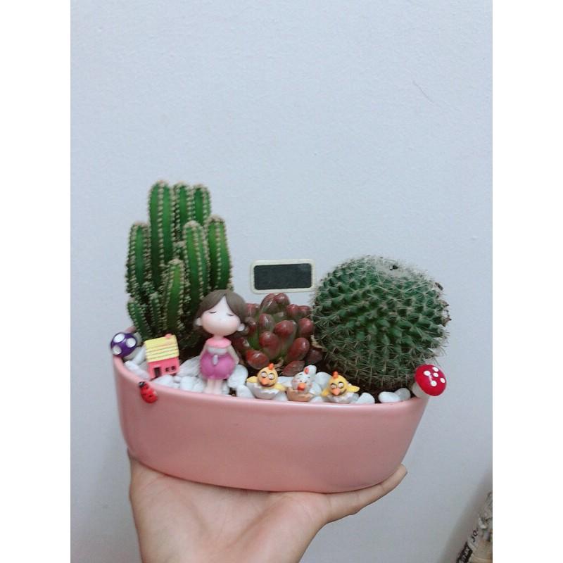 Chậu Xương Rồng Tiểu Cảnh