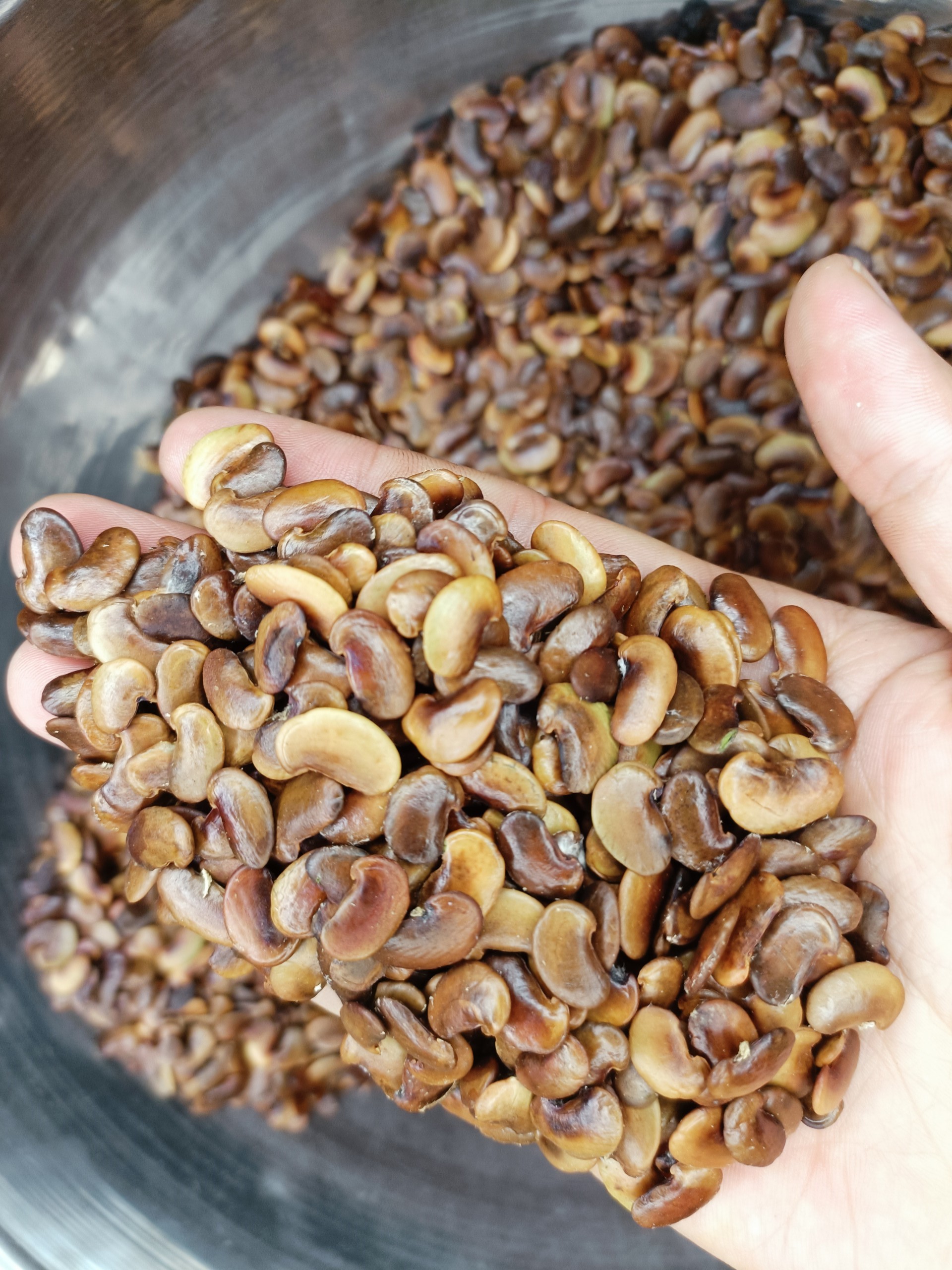 Hạt giống cây sưa đỏ