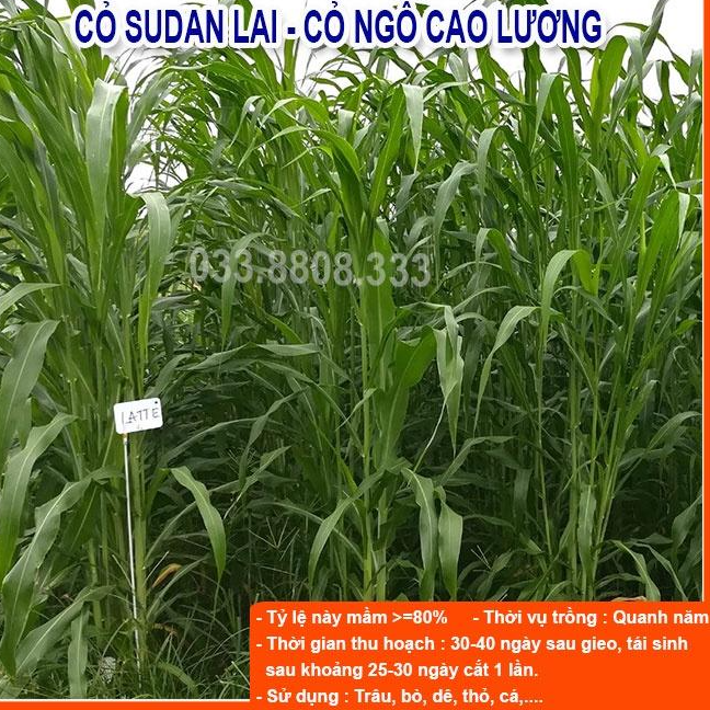 4 Loại Cỏ Chăn Nuôi Trồng Quanh Năm - Cỏ Sudan Lai, Mulato II, Stylo, Keo Dậu