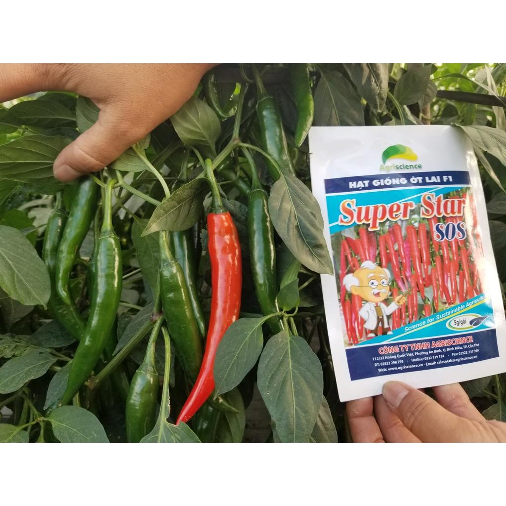 Hạt Giống ớt chỉ địa lai F1 Agri Star 808
