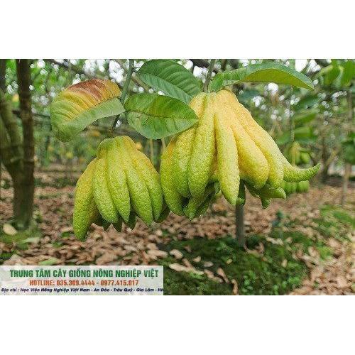 Cây Giống Phật Thủ
