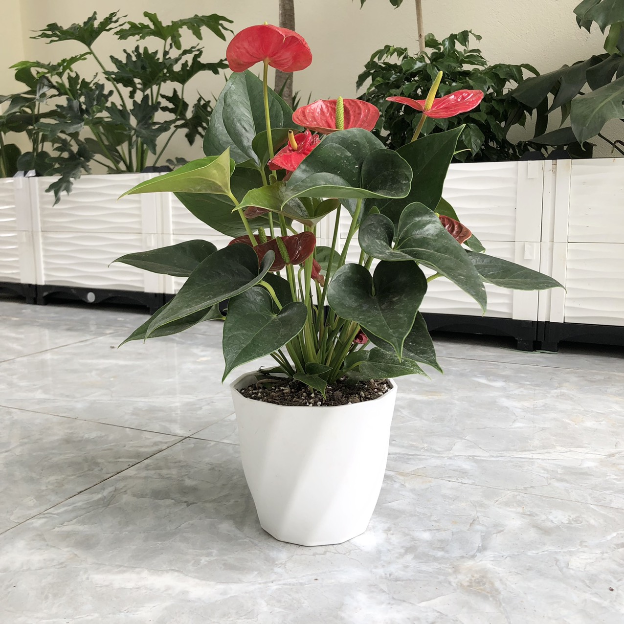 Chậu nhựa trắng cao cấp - Chậu loại dày - Chậu xoắn mini trồng cây trang trí