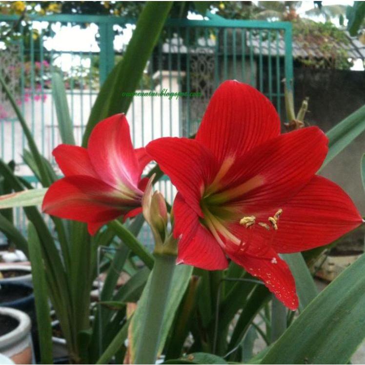 1 Củ  hoa huệ tây hoa đỏ nhung