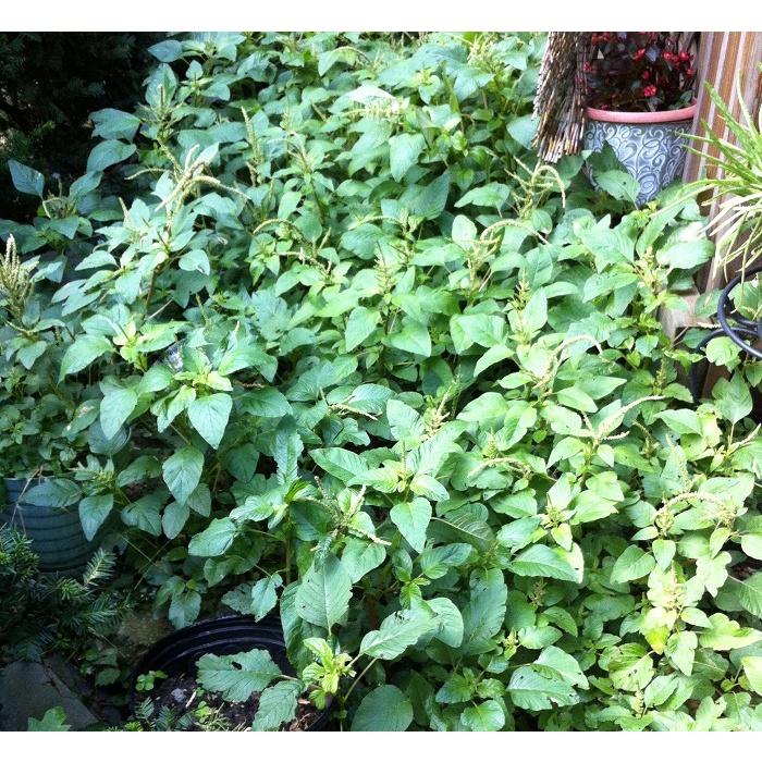 Hạt giống rau dền cơm CT107 - Gói 10gram