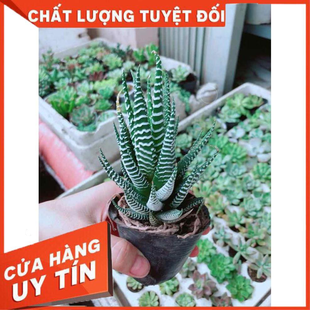 Chậu móng rồng Nhiều Người Mua
