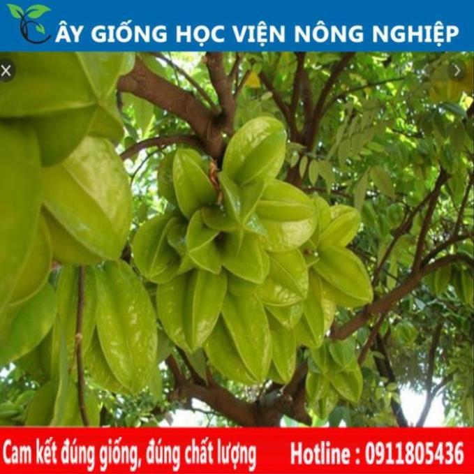Sản phẩm Cây Ăn Trái cây giống khế chua cây giống của viện nghiên cứu học viện nông nghiệp