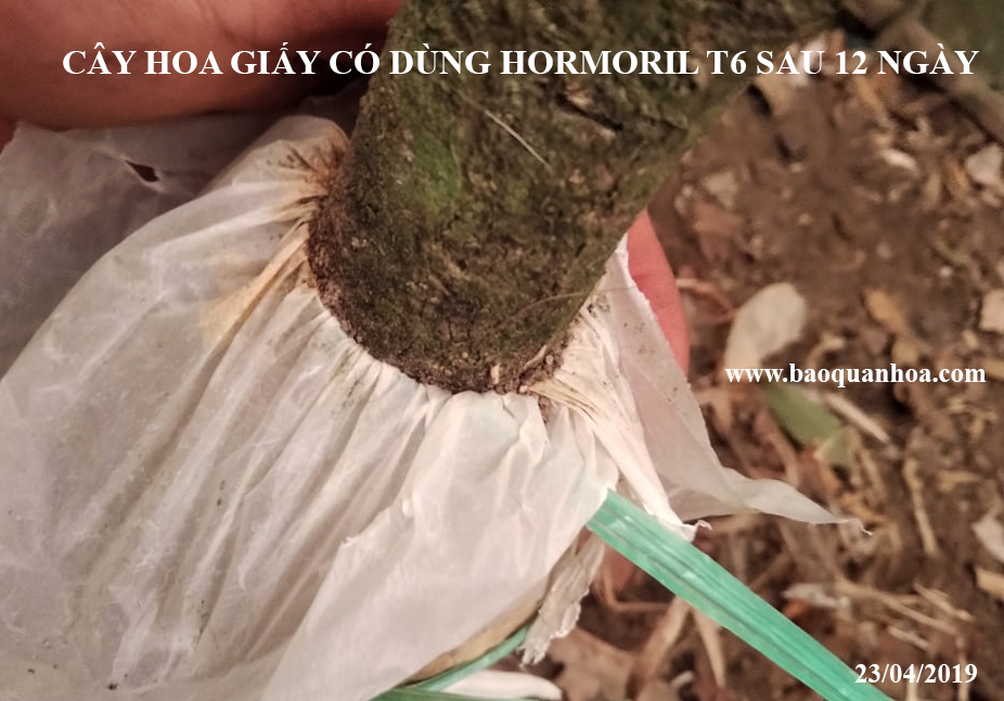 Bột Kích Ra Rễ Israel cho cây Thân Gỗ Hormoril T6 (T with Fungicide)