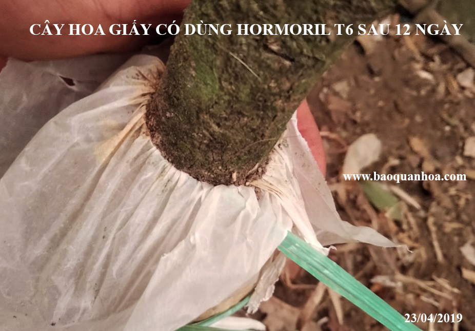 Bột Kích Ra Rễ Israel cho cây Thân Gỗ Hormoril T6