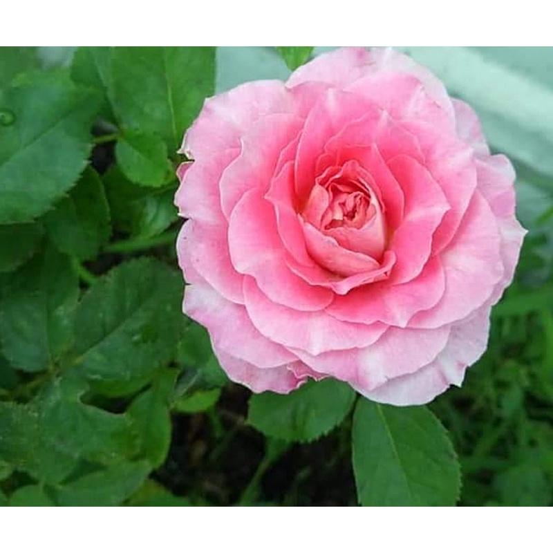 Hoa Hồng tezza Hồng thân gỗ dáng tree -bầu to lớn, cây trưởng thành trưởng thành