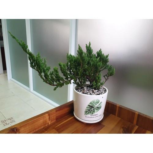 CÂY TÙNG XÀ BONSAI,CÂY TÙNG XÀ BONSAI - CÂY THỦY TÙNG - NGỌA TÙNG SIÊU ĐẸP - CTXBDCTTNT