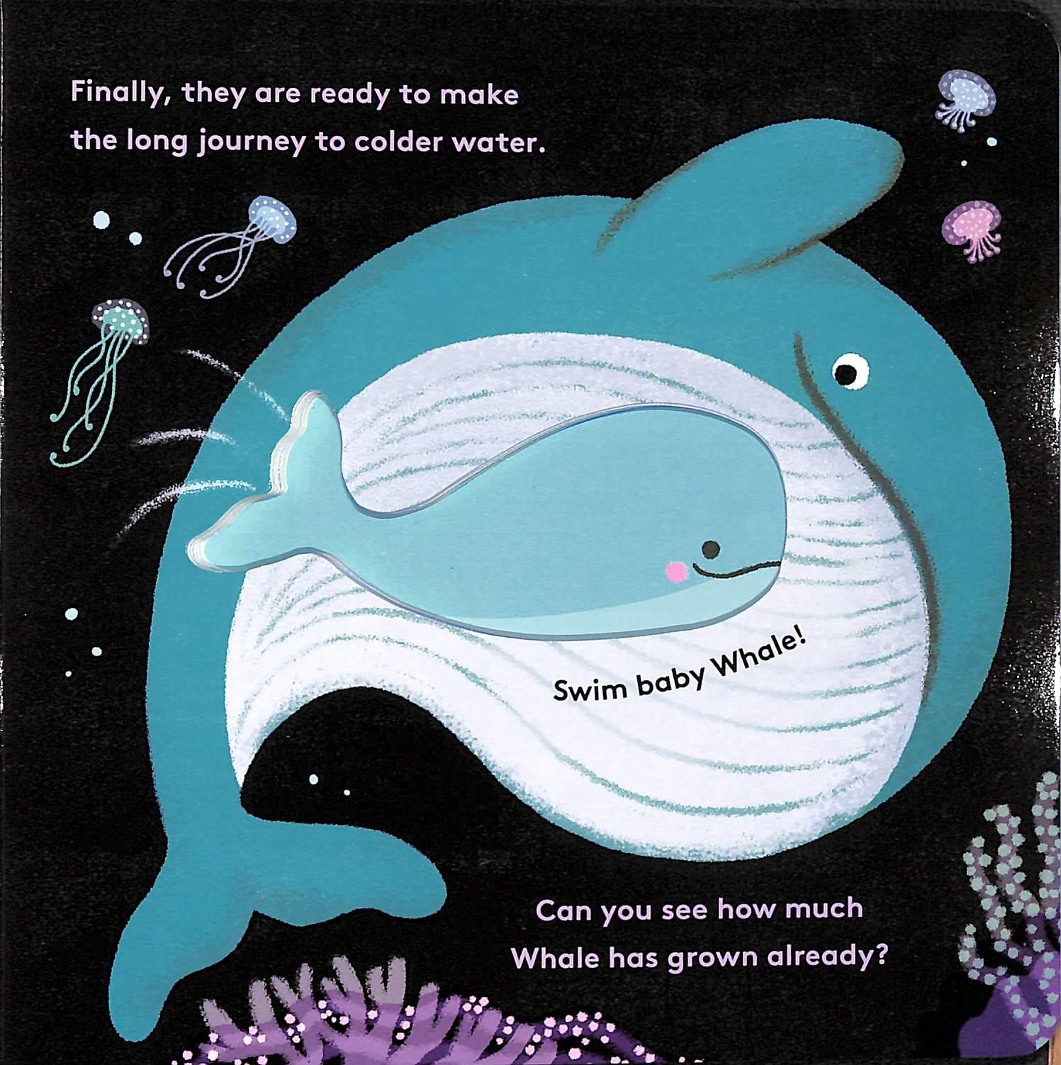Sách ngoại văn: Little Life Cycles - Whale