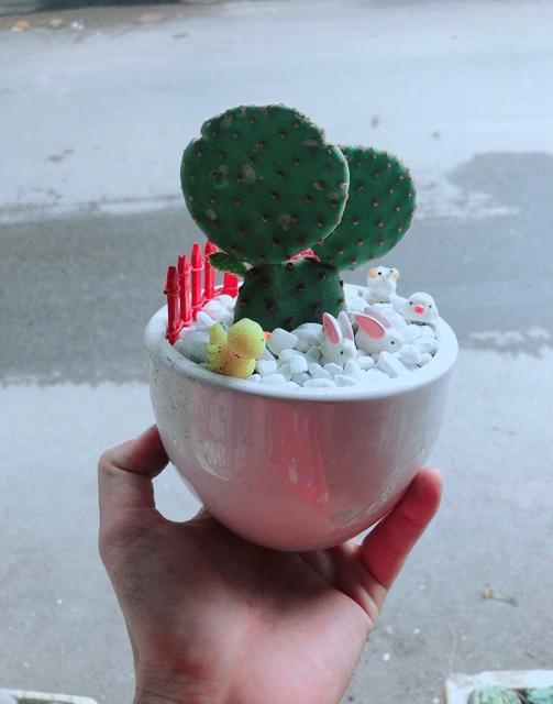 Chậu Xương Rồng Tai Thỏ