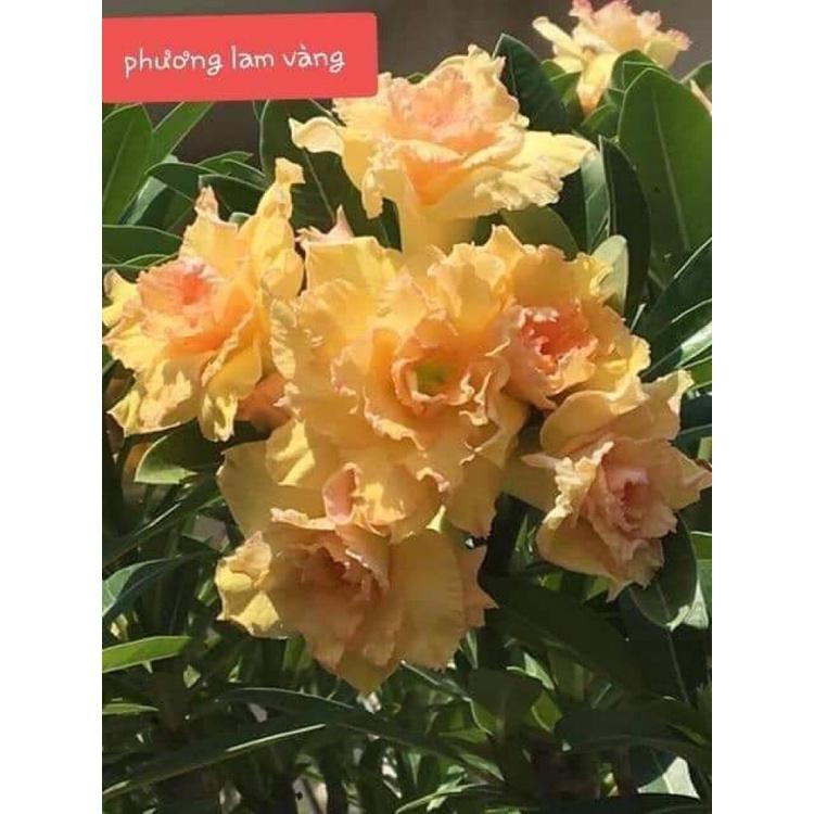 CÂY HOA SỨ THÁI CÁNH KÉP " PHƯƠNG LAM VÀNG 1"
