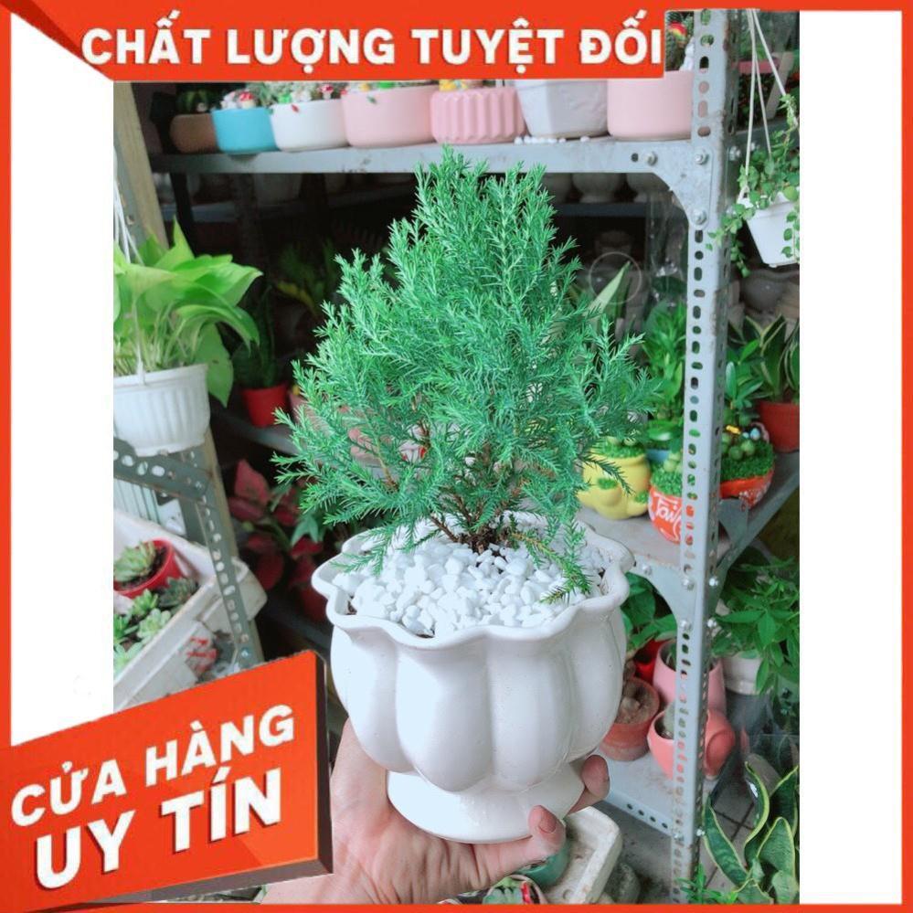 Cây Tùng Bồng Lai Chậu Sứ