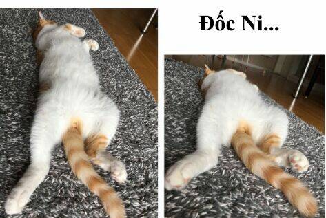 đại thánh và tiểu yêu chapter 71 14