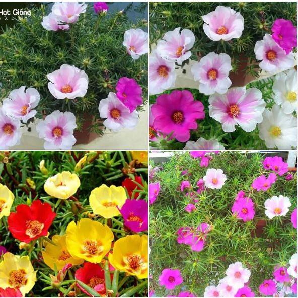 Hạt giống hoa 10h đơn mix màu