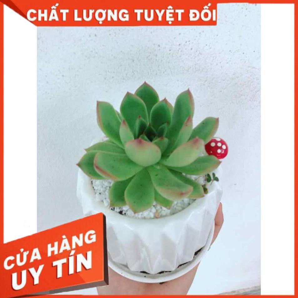Chậu cây sen đá Nhiều Người Mua