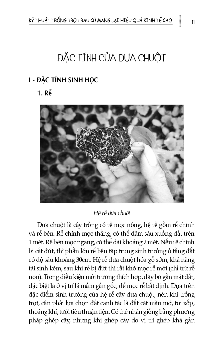 Kỹ Thuật Trồng Trọt Rau Củ Mang Lại Hiệu Quả Kinh Tế Cao