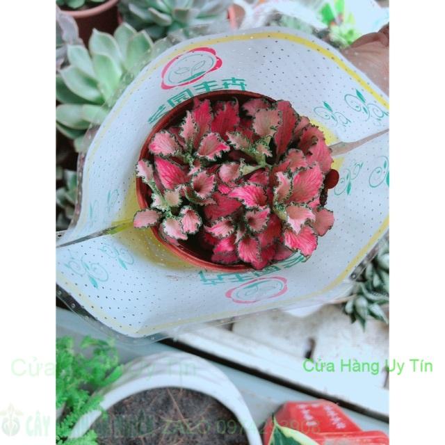 Cẩm Nhung Hồng