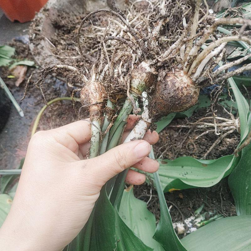 Củ Hoa Ngọc Trâm
