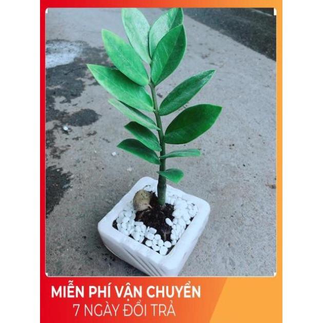 Chậu Kim Tiền Thái