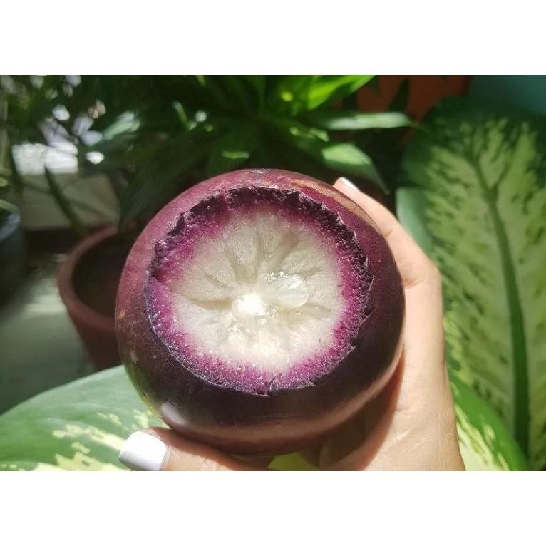 Cây Giống Vú Sữa Mica