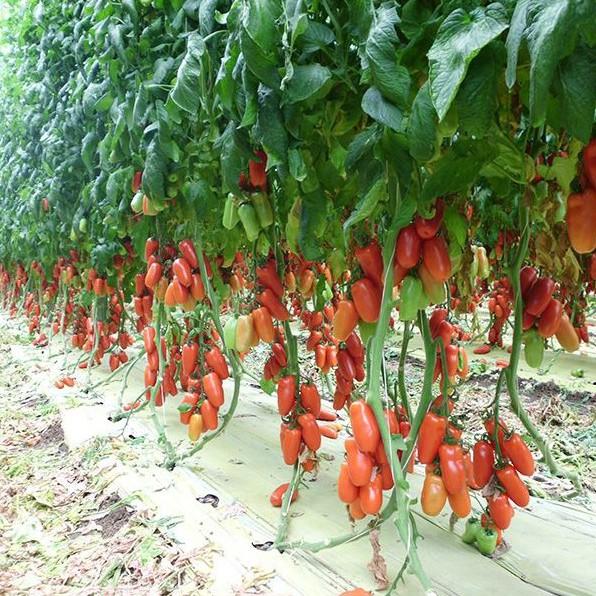 Hạt giống cà chua chuối đỏ F1 - 10 hạt
