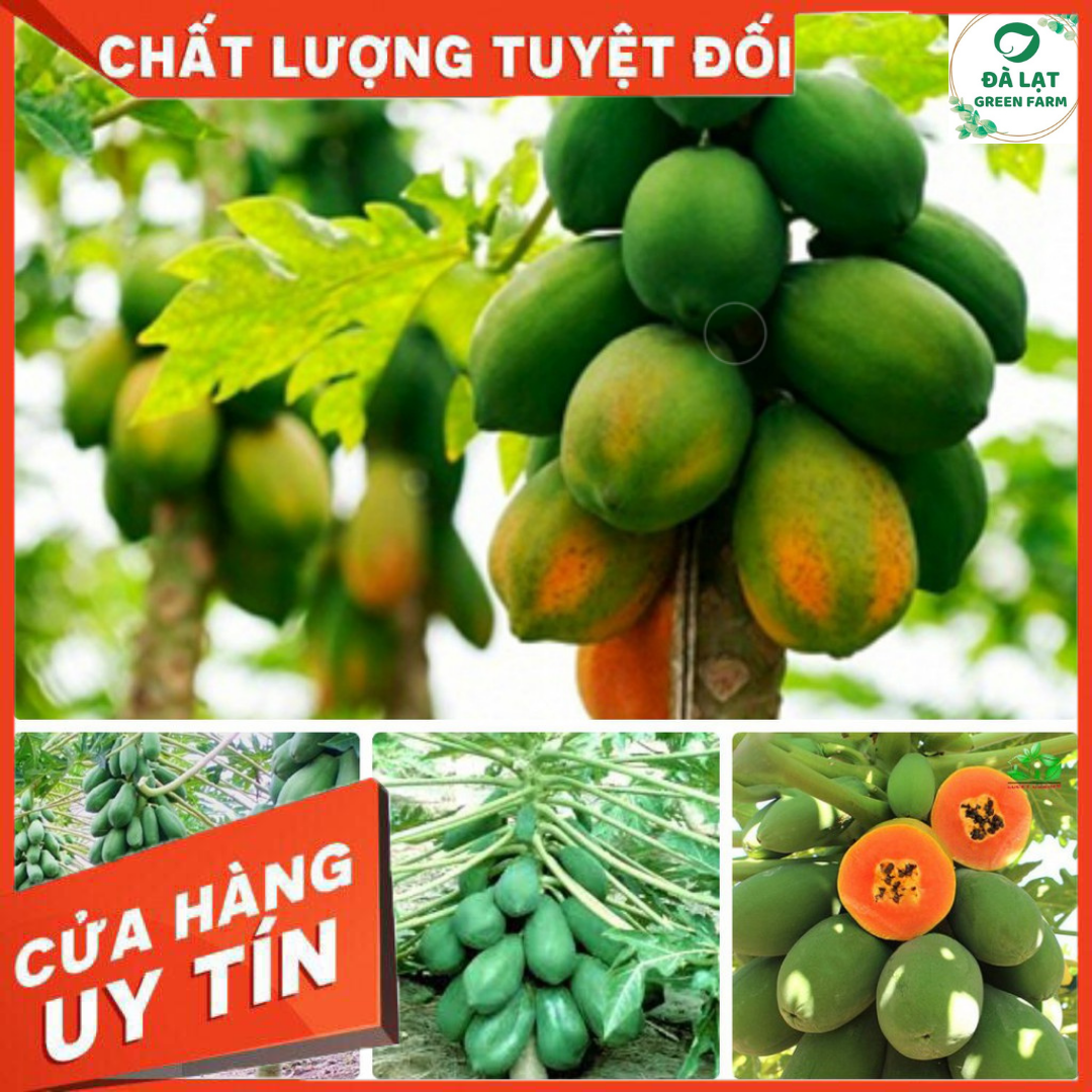 Hạt giống đu đủ lùn ruột đỏ cao sản F1