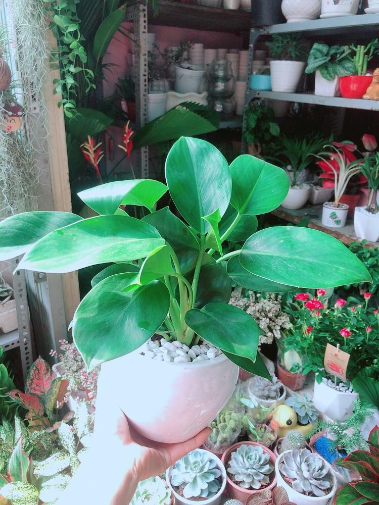 Chậu Trầu Bà Đế Vương Xanh