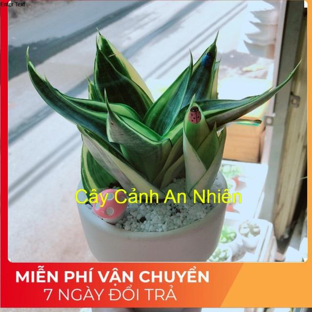Chậu lưỡi hổ nấm hồng
