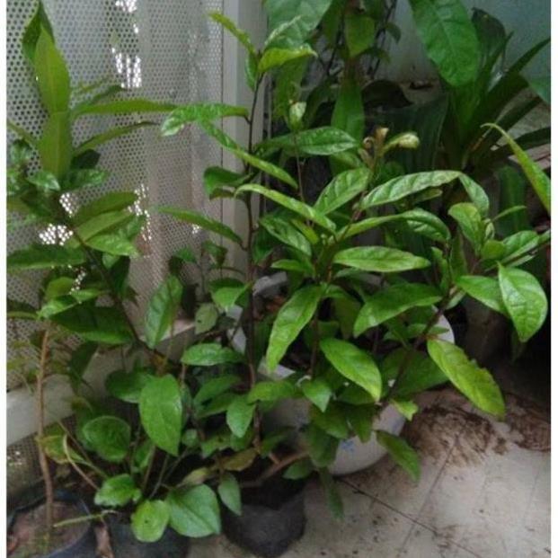 Sản phẩm Cây giống xạ đen