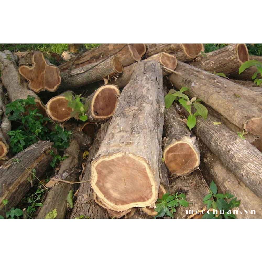 CÂY GIỐNG CÂY GIA TỴ .