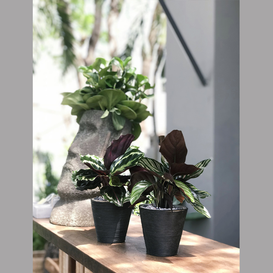 Chậu gốm bề mặt dây nhựa