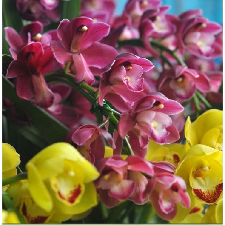 Củ giống hoa địa lan santo tím 1 củ