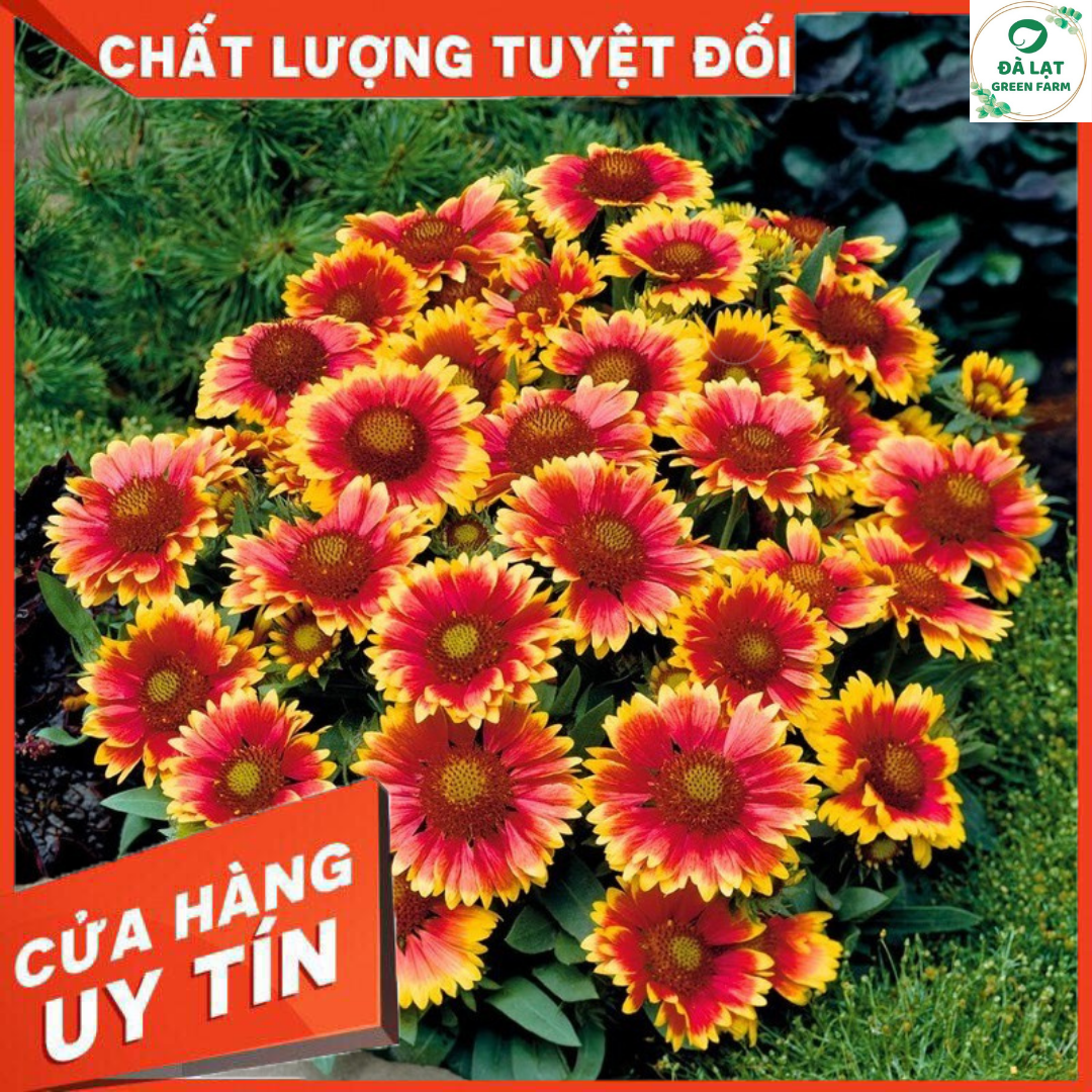 50H - HẠT GIỐNG HOA CÚC CÔNG CHÚA MIX