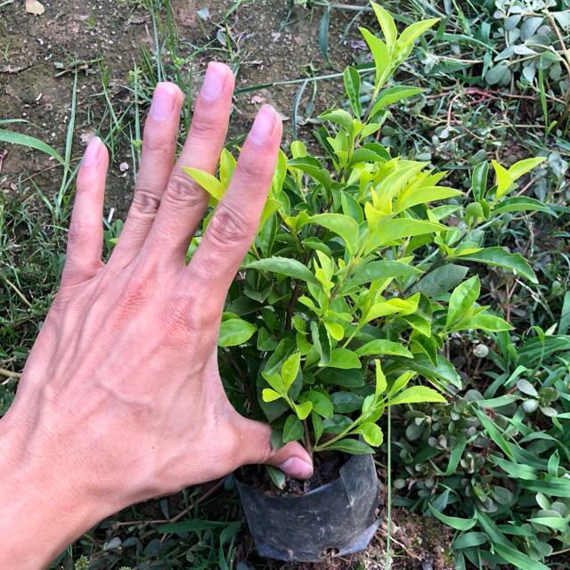 Cây Chuỗi Ngọc Trồng Bịch Cao 20cm Nhiều Ngọn , cây đẹp, cam kết chất lượng
