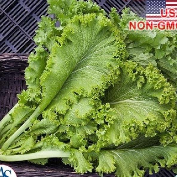 Combo 2 gói Hạt giống rau cải rau cải mù tạc dể trồng - gói 10 gram-tặng kèm gói phân bón lót