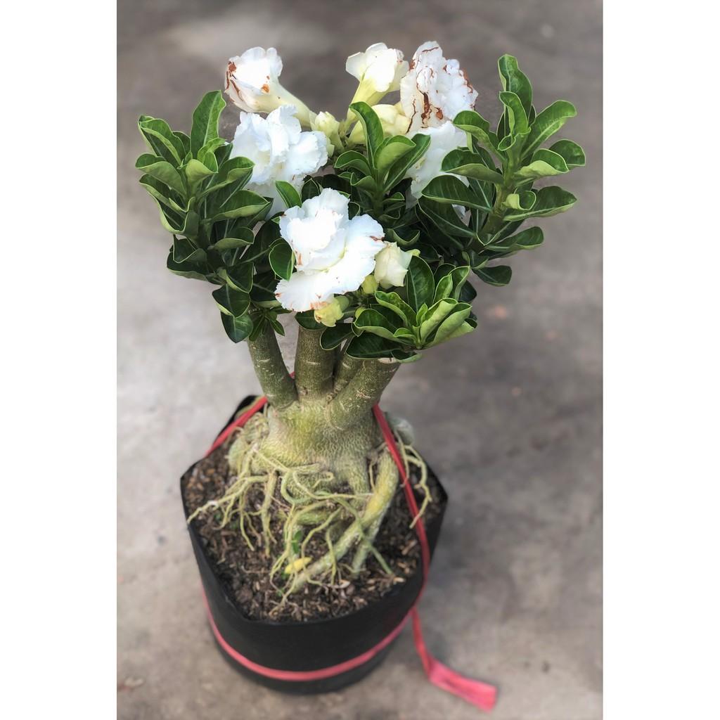 Chậu sứ Thái ghép hoa màu trắng