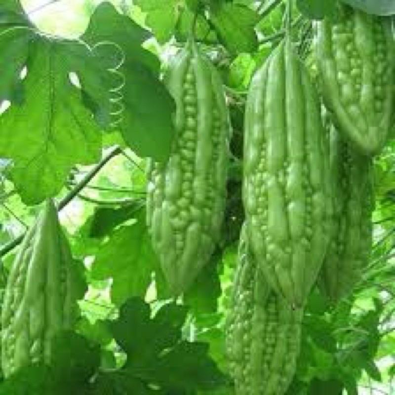 Gói 10 Hạt giống mướp đắng xanh